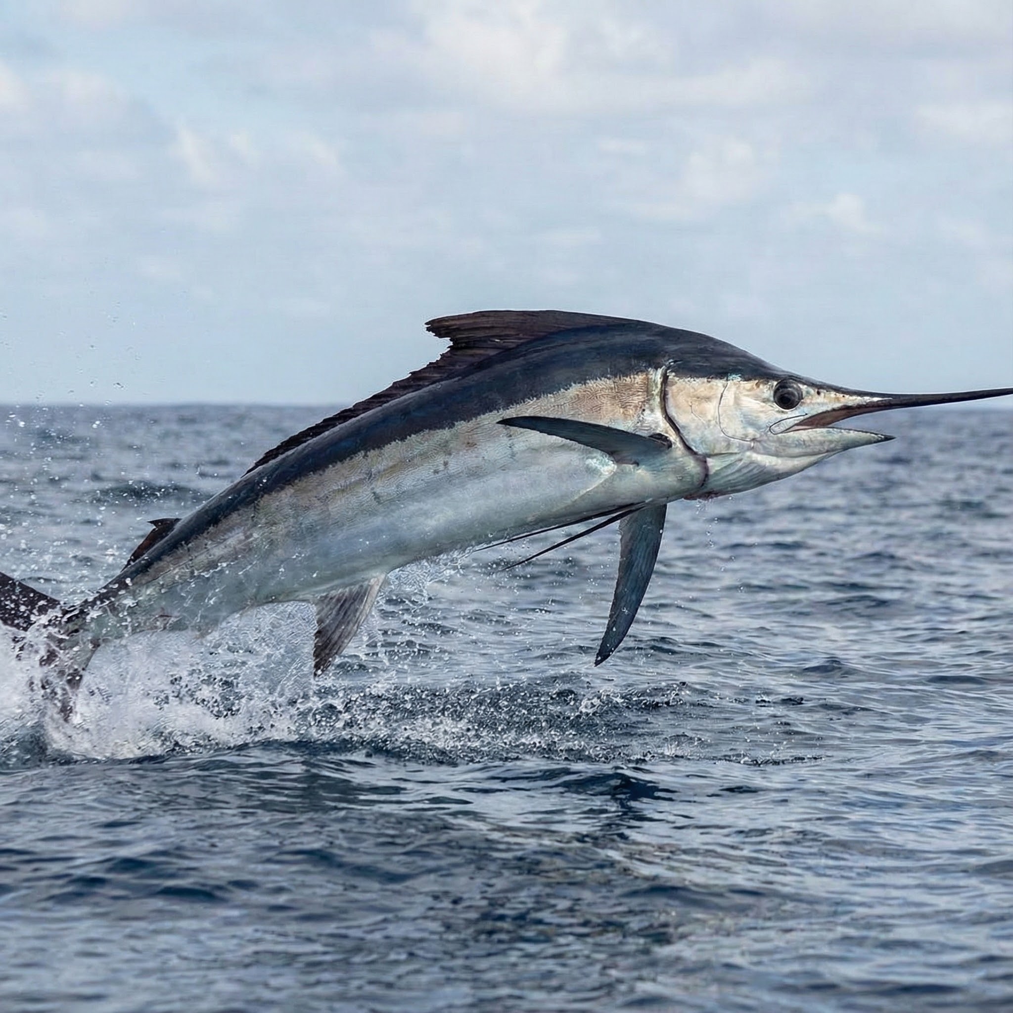 Black Marlin